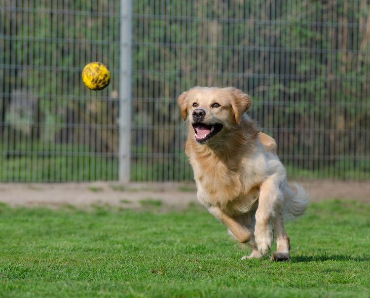 A kutya bizalmát és szeretetét a leggyorsabban és a legkönnyebben a közös játékkal és együtt töltött idővel lehet elnyerni.