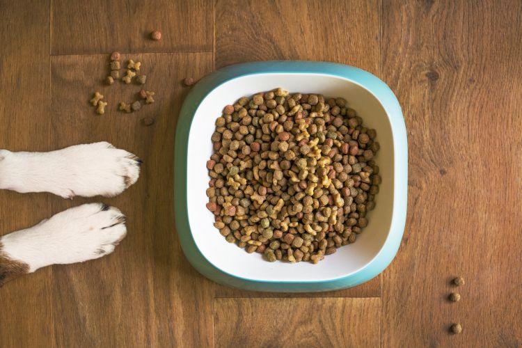 Ha újfajta táplálásra térsz át egy kutyusnál, akkor számolj vele, hogy azt fokozatosan kell megtenni, különben diszkomfortosan érezheti magát.