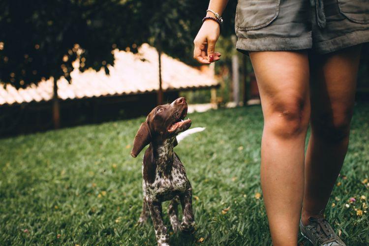 A kutyusod kedvenc jutalomfalatjával mindig ösztönözni tudod arra, hogy rád figyeljen. Ez a póráz nélküli sétáltatásnál elengedhetetlen fontosságú.