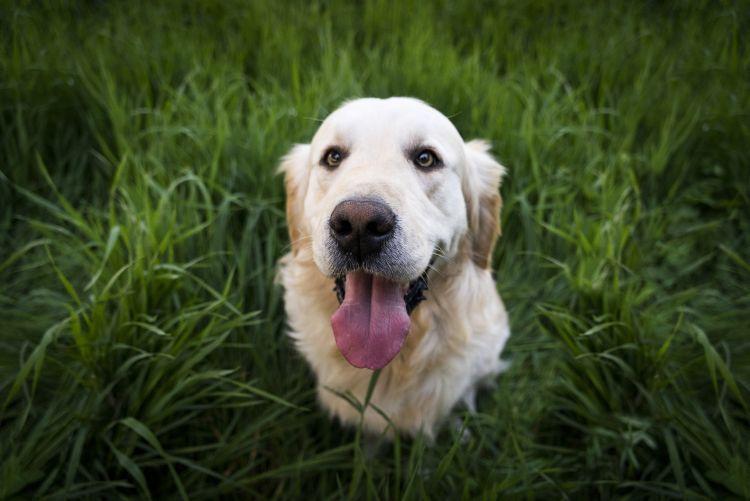 Sajnos vannak olyan kutyák, akik felnőtt korokban találkoznak először füves területtel. Ők sokkal nehezebben szokják meg, hogy füvön is üríthetnek.