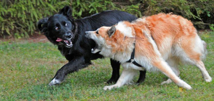 A kutyák az a féltékenységtől zaklatottá válhatnak, amely gyorsan agresszióba csaphat át.