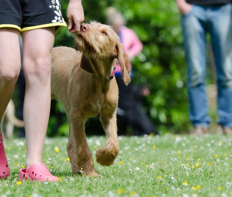 A vizsla számára fontos a munka. Egy családban ez a munka lehet számára egy vadászkísérő, futótárs vagy esetleg terápiás célú barát.