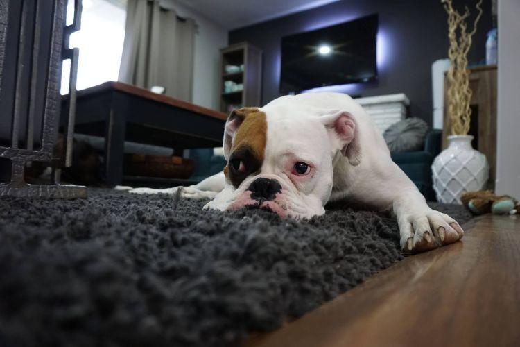 Az unalom is szerepet játszhat abban, hogy kutyád elkezdte nyalogatni szőnyeget. 