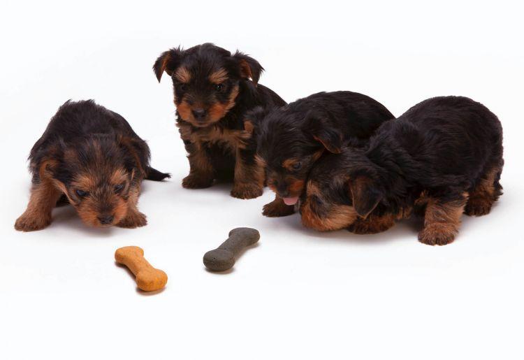 A vemhes kutyák esetében minden egyes születendő kölyök után 25%-kal kell növelni a kalória-bevitelt.