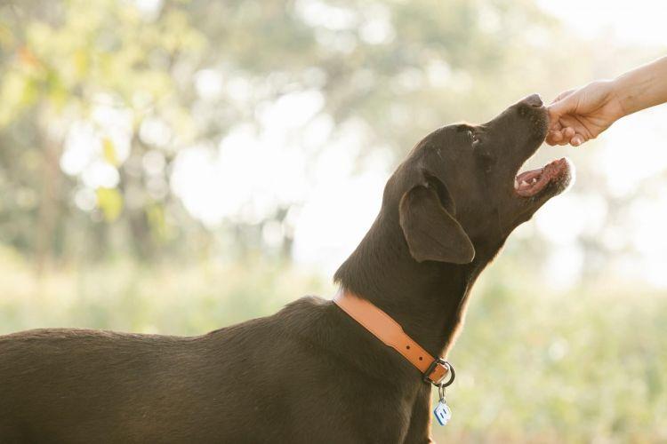 A pavlovi reflex jól hasznosítható a félős kutyák trenírozásakor is